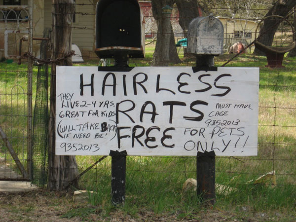 Hairless Rats